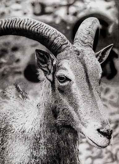 Rugged Soul: a monochromatic drawing by Sebastian Rota, Class Champion at the Houston Livestock Show and Rodeo School Art Auction.